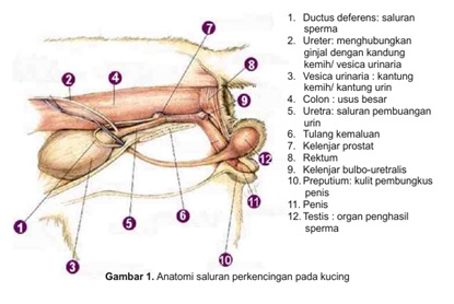 28+ Anatomi Kucing Jantan