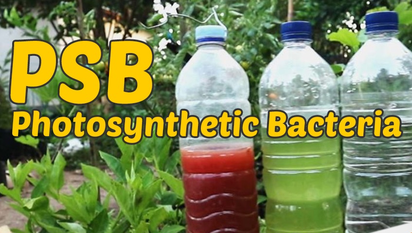 Photosynthetic Bacteria (PSB) , Manfaatnya Bagi Tanaman Budidaya dan Cara Pembuatannya