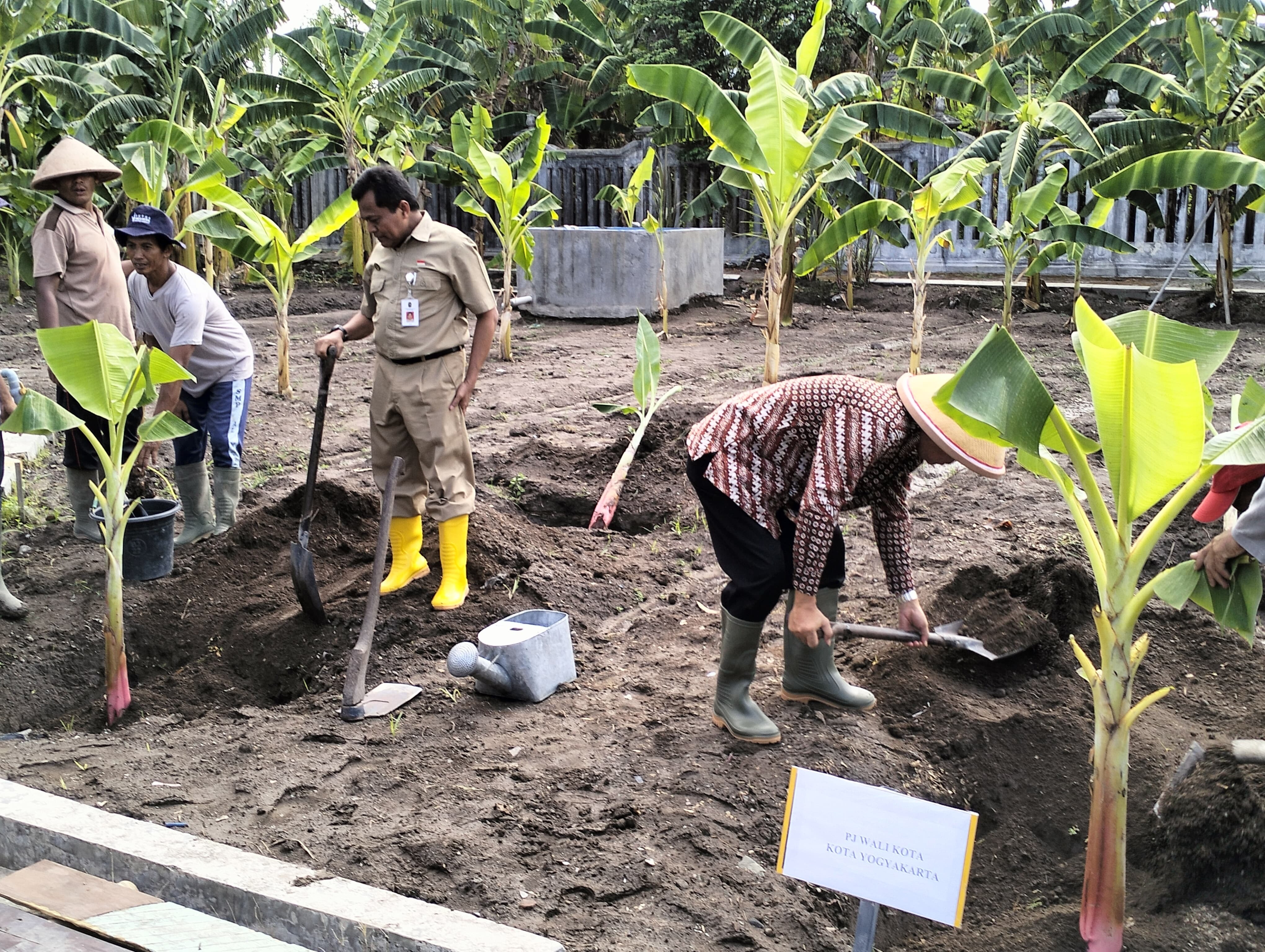 menanam benih pisang raja bagus