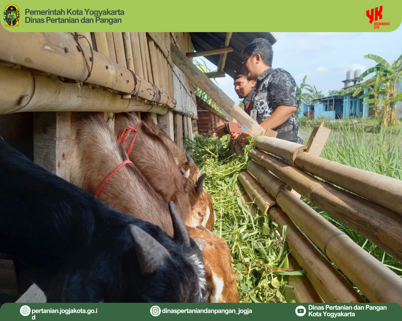 Dinpertangan Kota Yogyakarta Melakukan Pemeriksaan dan Pemantauan Kambing Hibah dari DPKP DIY